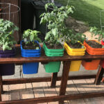 How to avoid common problems growing vegetables in containers .