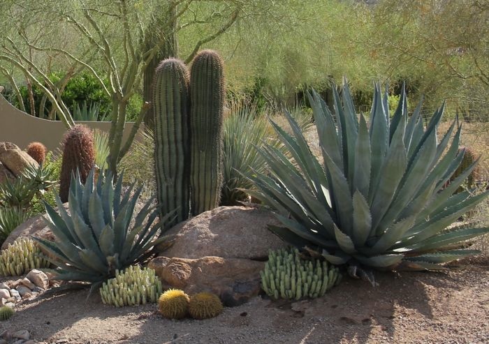 10 tips for desert landscaping, DC Ranch, Scottsdale, gardening .