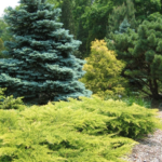Choosing evergreens for your landscape | UMN Extensi