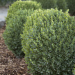 Evergreen Shrubs for Landscaping: A Comprehensive Gui