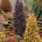 Evergreen Varieties Add Color to Your Landsca