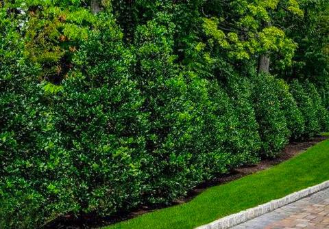Best Evergreen Trees For Landscaping | Planting Tree Online .