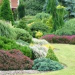 The Benefits of Evergreens for a Beautiful Landscape - Trees Unlimit