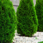 Dammann's Garden Company – THE BENEFITS OF EVERGREENS FOR YOUR .