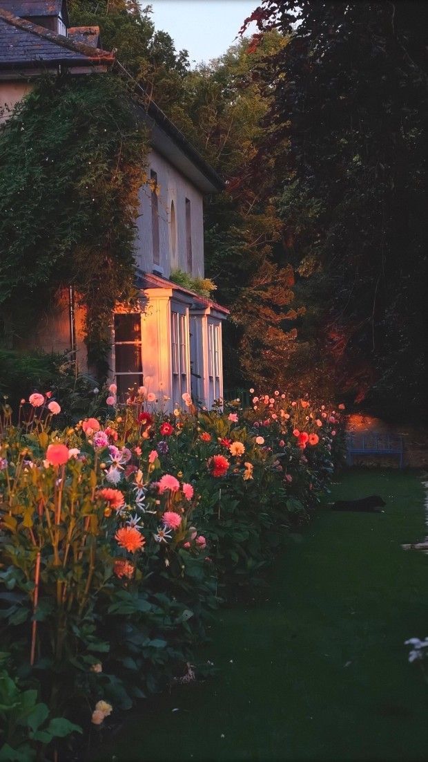Colorful pink, orange, and white flower garden in the sunset for .