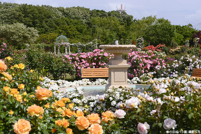 Must-Visit Flower Gardens in Jap