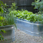 How to Grow Vegetables in a Galvanized Raised Garden Bed | Garden Ga