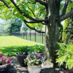 Easy Backyard Container Garden Ideas for Under a Tree - Perfecting .