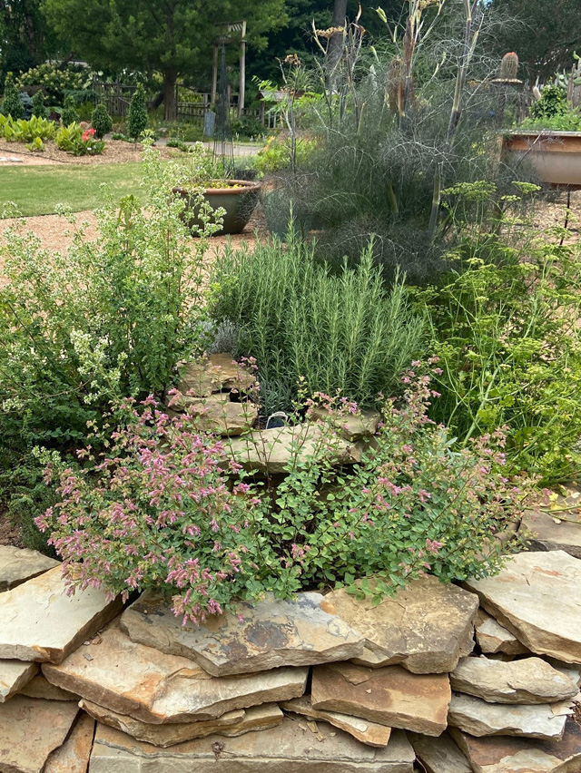 Culinary Herbs for Oklahoma Gardens: Culture, Use and Preservation .