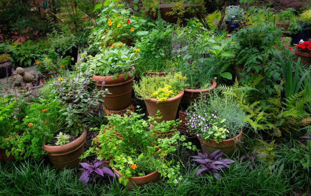 Creating Herb Gardens with Containers – Merrifield Garden Cent