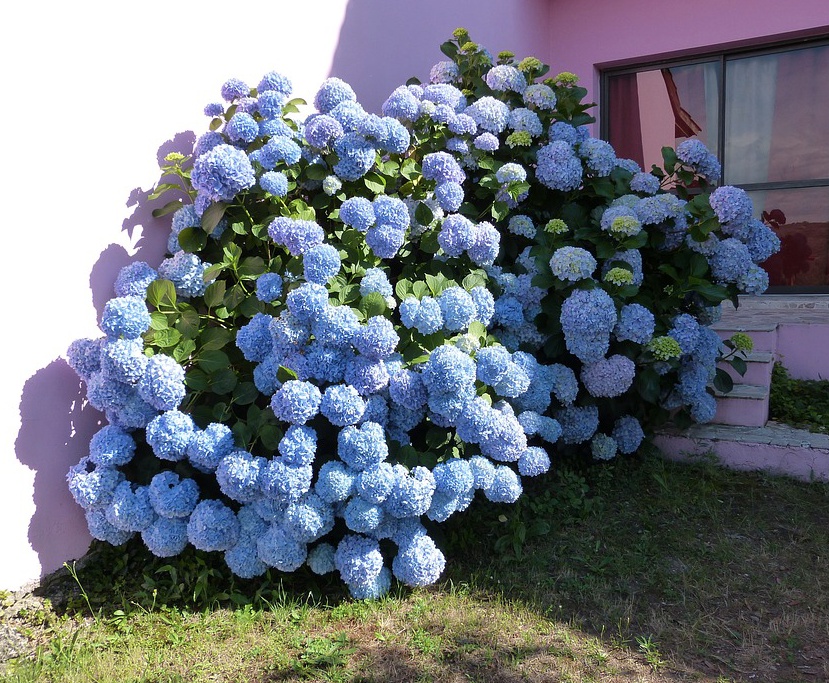 Buying Blue Hydrangeas For the Landscape – Hydrangeas Bl