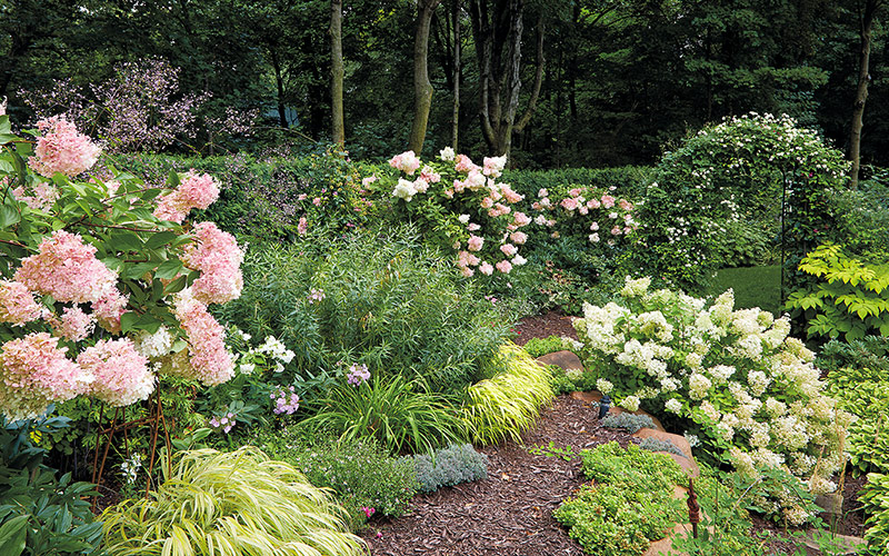 Designing with Pink Hydrangeas in the Garden | Garden Ga