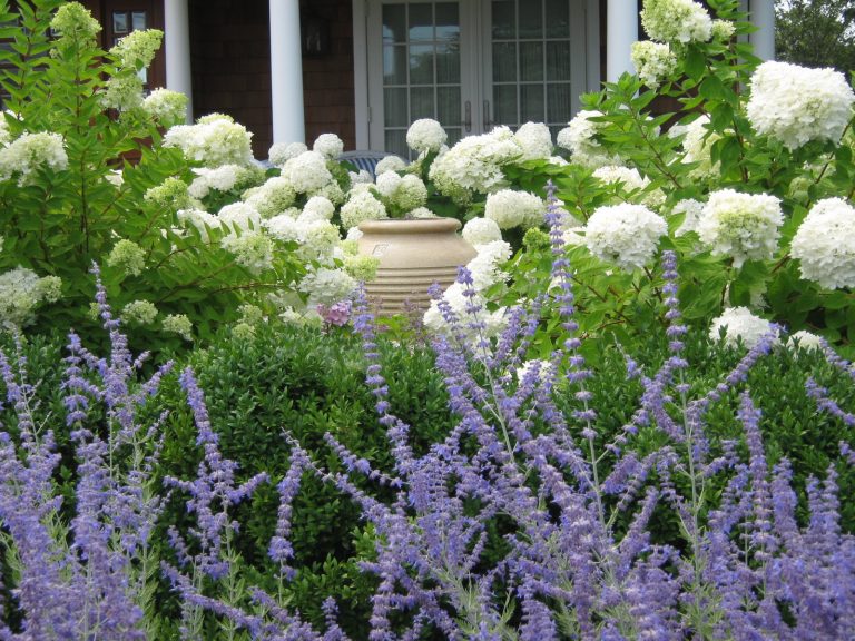 Hydrangea | Gardening and Landscaping Ideas and Ti