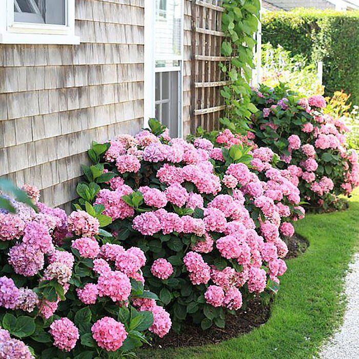 Tips for Properly Landscaping Hydrangeas
