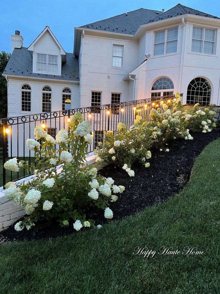 Why Limelight Hydrangeas are My Favorite Blooming Shrub - Happy .