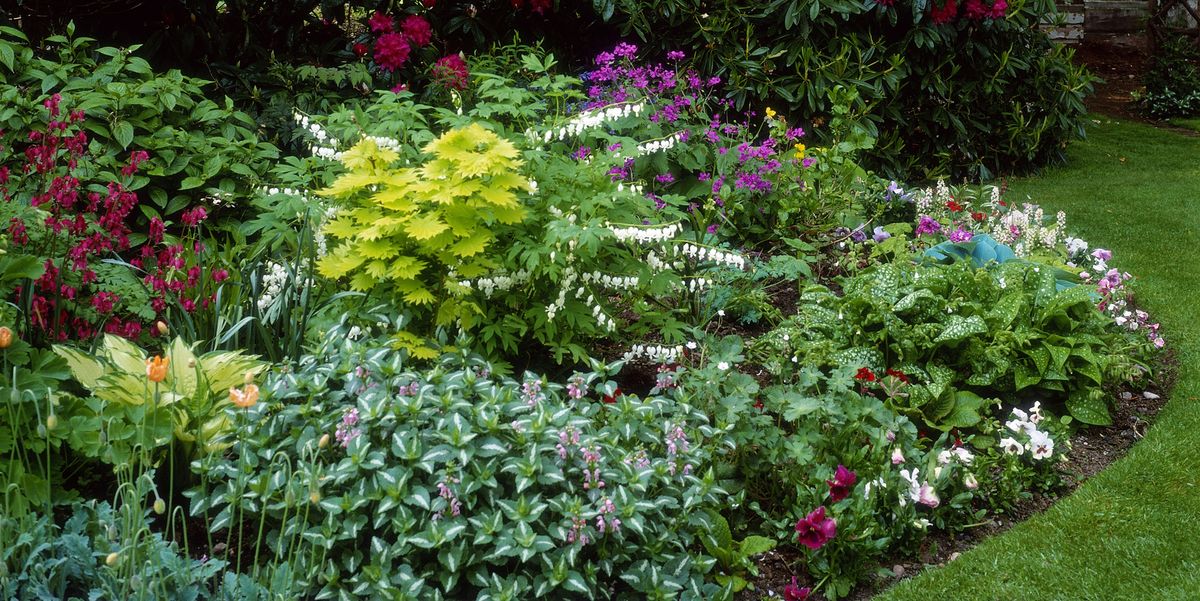 15 Best Plants for Planting Under Trees - Tips for Planting in Sha