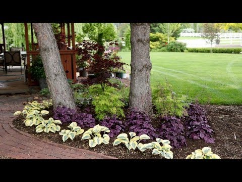 Adding Colorful Plants Under Trees - YouTu