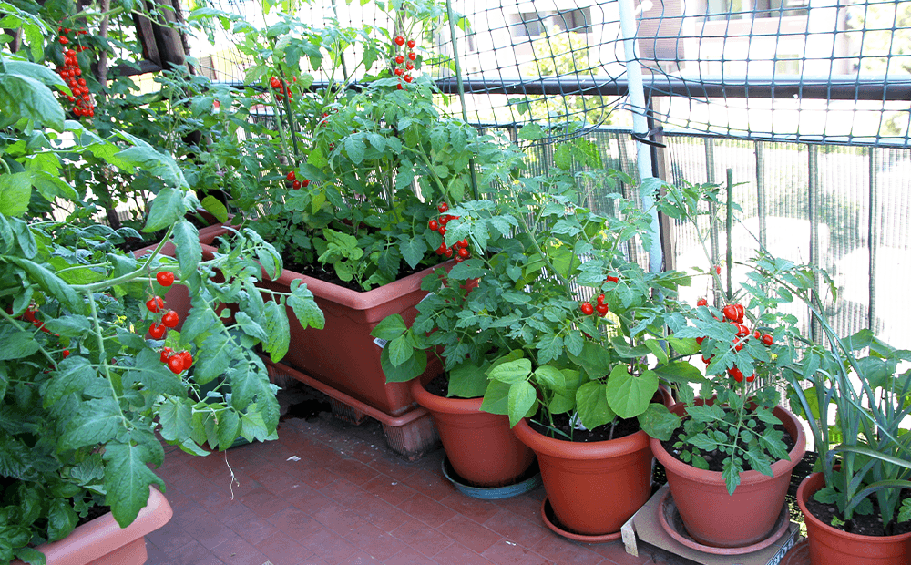 Dammann's Garden Company – Save Space With Container Vegetable .