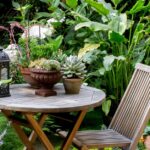 Top Plants for Patios (In Pictures) | BBC Gardeners World Magazi