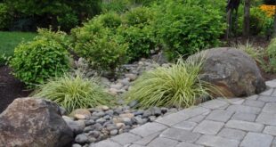 Include a Rain Garden in Your Landscape Desi