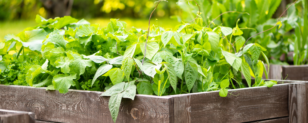 7 Benefits of Raised Bed Gardening - National Garden Bureau