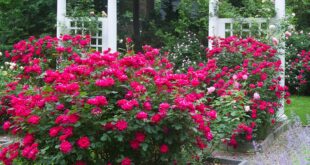 Small Rose Garden Ideas - The Home Dep