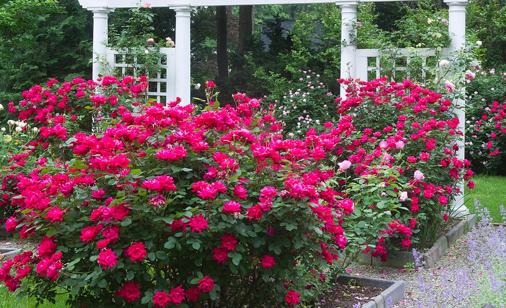 Blooming Inspirations: Creative Rose Garden Designs for Every Garden Lover
