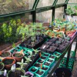 Where to Site a Greenhouse | BBC Gardeners World Magazi
