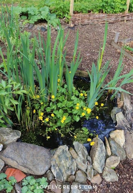 How to Build a Small Pond for the Garden • Lovely Gree