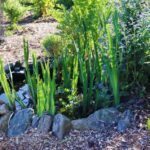 How to Build a Small Pond for the Garden • Lovely Gree