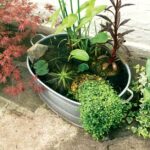 Make a Mini-Pond | BBC Gardeners World Magazi