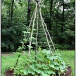 DIY Garden Trellis for Cucumbers and Melo