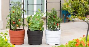 Small Vegetable Garden Ideas | Gardener's Supp