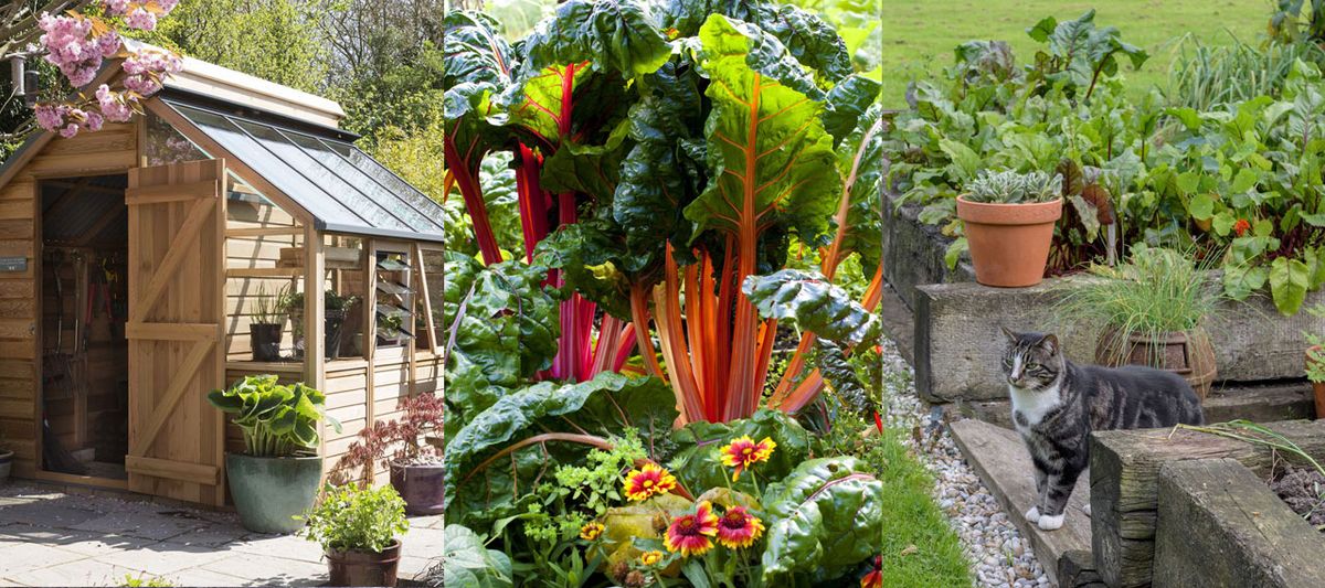 Small vegetable garden ideas: 15 ways to maximize your space