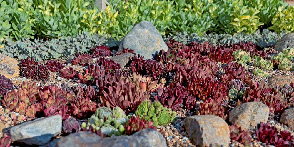 Rock Garden Succulents | Mountain Crest Gardens