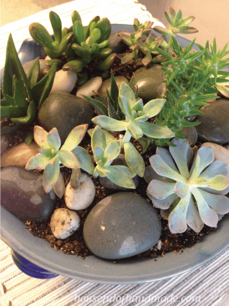 Easy Indoor Succulent Rock Garden • Crafting my Ho
