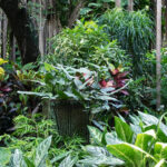 Tropical Garden Design for Colder Climates - Horticultu