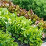 How to Design the Perfect Vegetable Garden Layout | Plant Perfe