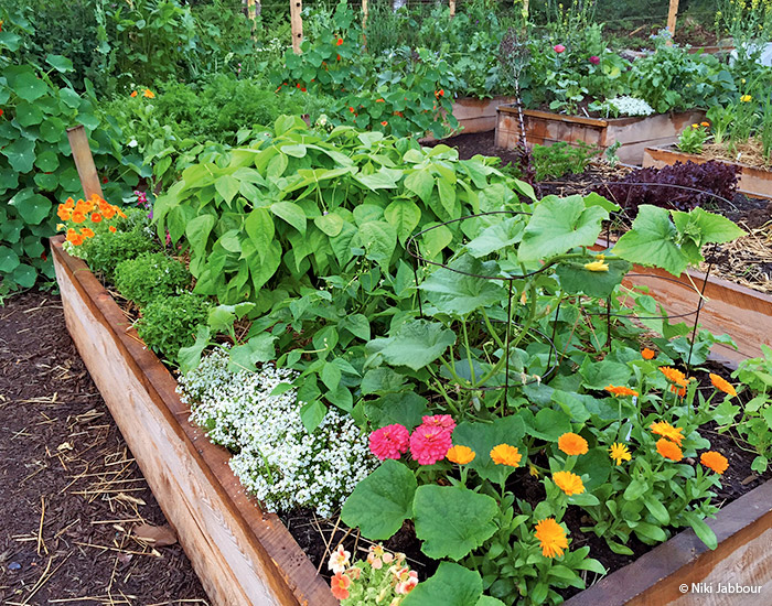 Small Vegetable Garden Ideas | Garden Ga