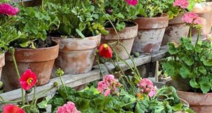 How to Make Vintage Garden Pots - MY 100 YEAR OLD HO