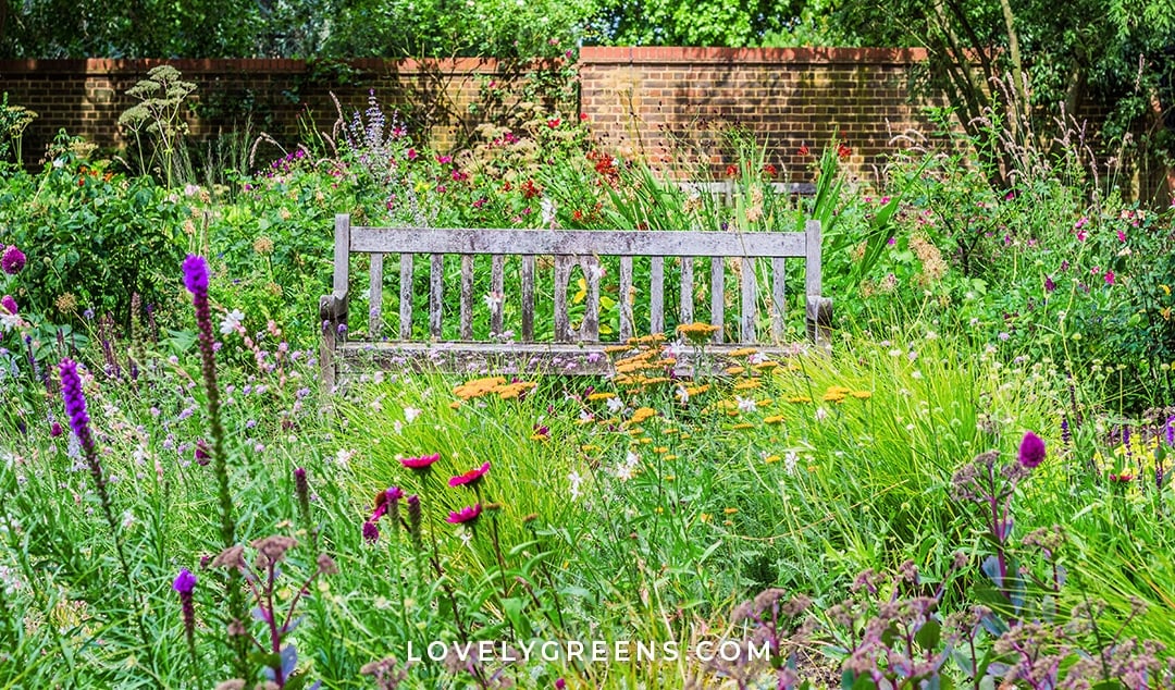 How to grow a Wildflower Cottage Garden - Lovely Gree