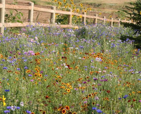 What to Expect From Your Wildflower Garden | Applewood Seed Compa