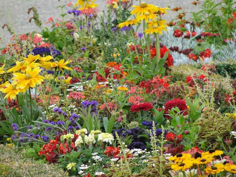 Design Ideas for Your Wildflower Gard